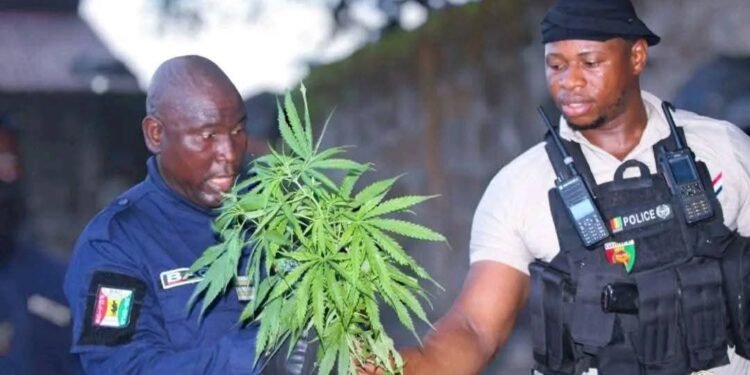 LUTTE CONTRE LA DROGUE : LA BAC POURSUIT LA TRAQUE DES BANDOTS ET TRAFIQUANTS DE DROGUE