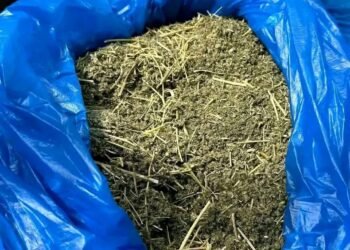Plus de 773 kg de chanvre indien et 16 kg de  Kush saisis à Kaloum