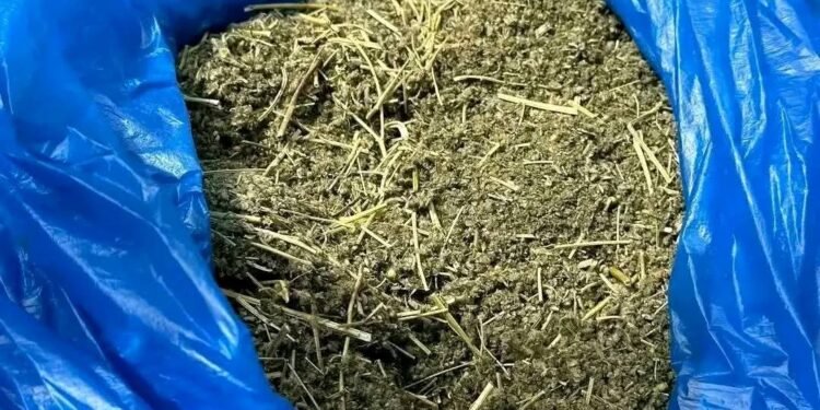 Plus de 773 kg de chanvre indien et 16 kg de Kush saisis à Kaloum