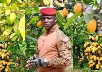 Burkina Faso : “IB Cacao”, du sobriquet moqueur à la réussite agricole