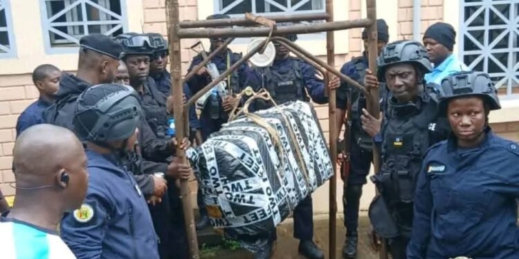 Forécariah : 186 kilos de chanvre indien saisis lors d’une opération policière à Moussayah