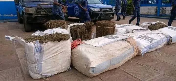 Kindia : un présumé violeur-assassin et près de 500 kg de chanvre indien présentés à la presse