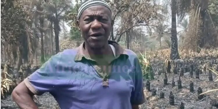 Kindia : un incendie ravage plusieurs hectares d’ananas, un entrepreneur agricole ruiné