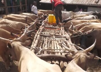 Tabaski à Conakry : la pénurie de bétail provoque une flambée des prix