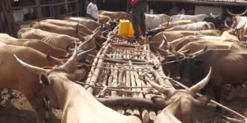 Tabaski à Conakry : la pénurie de bétail provoque une flambée des prix